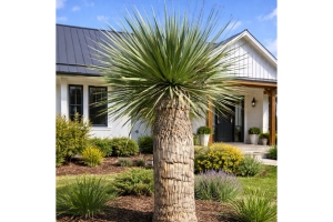 Yucca Rostrata